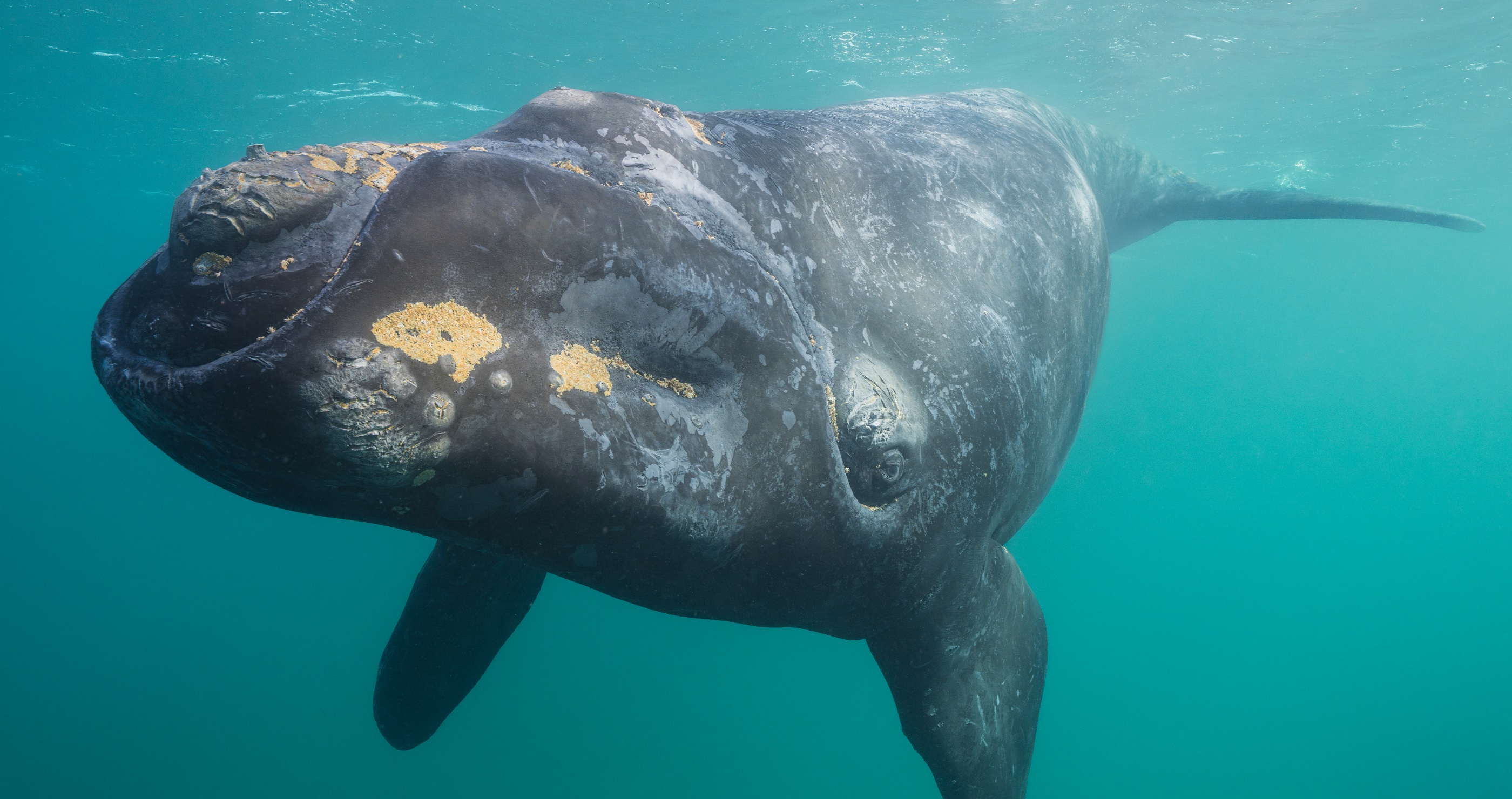 World's Rarest Whale Species Is Making A Comeback 
