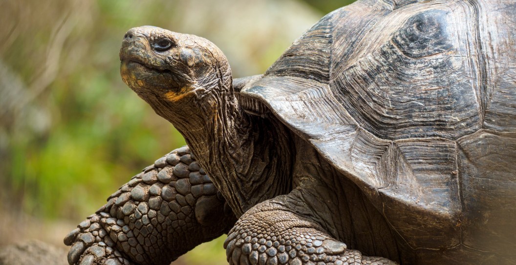 Gramma The Galápagos Tortoise