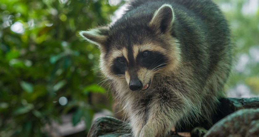 New Study Suggests That Raccoons Will Be The Next Animal To Be ...
