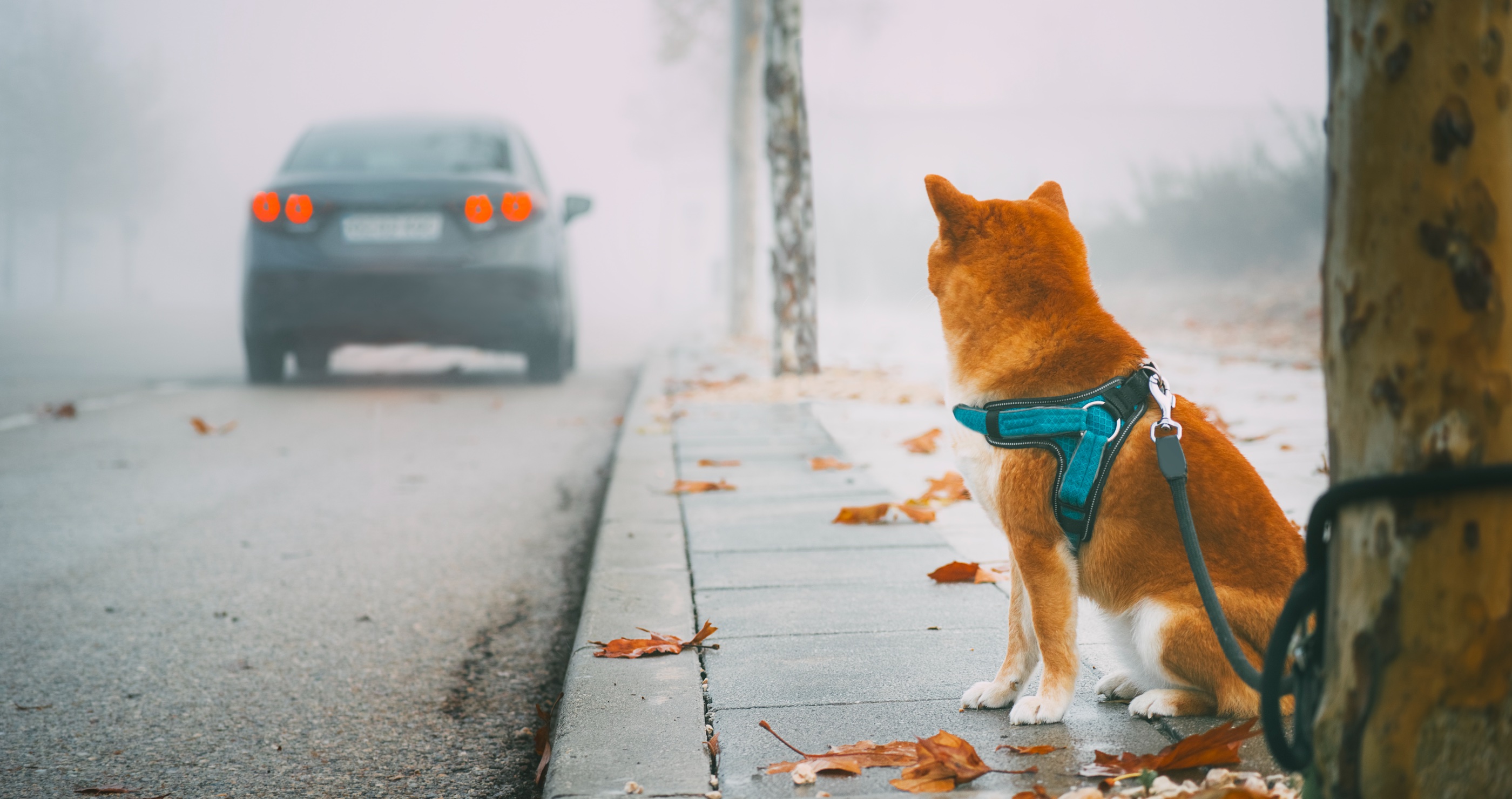 Police Respond To Multiple Calls About Abandoned Dog But Are Surprised(02)