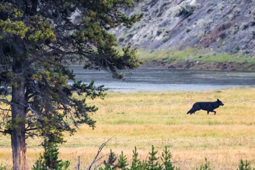 Yellowstone Hiker Wanders Too Close To Wolf Pack In Terrifying Footage