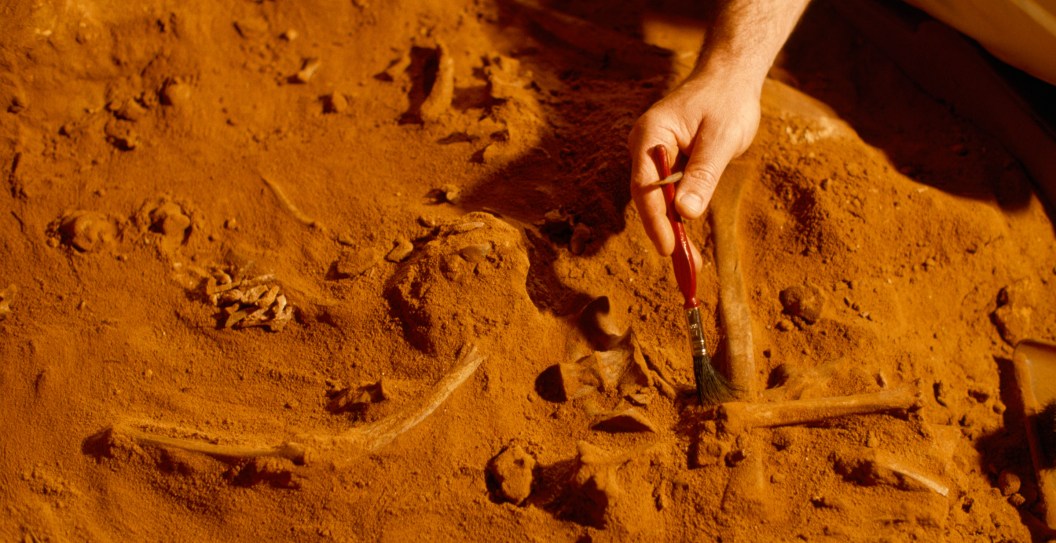 Animal Thought To Be Extinct Reappears After Nearly 3 Decades