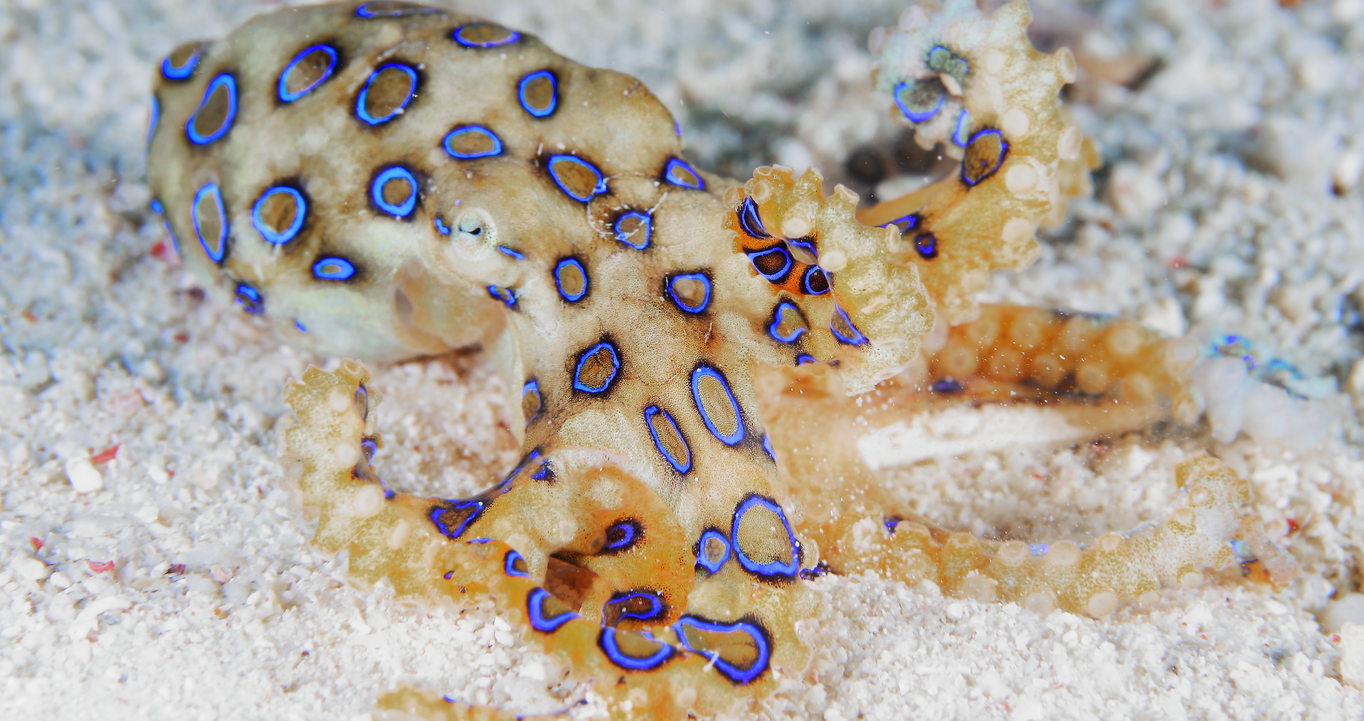 British Tourist Is Lucky To Be Alive After Wildlife Interaction With Blue Ringed Octopus