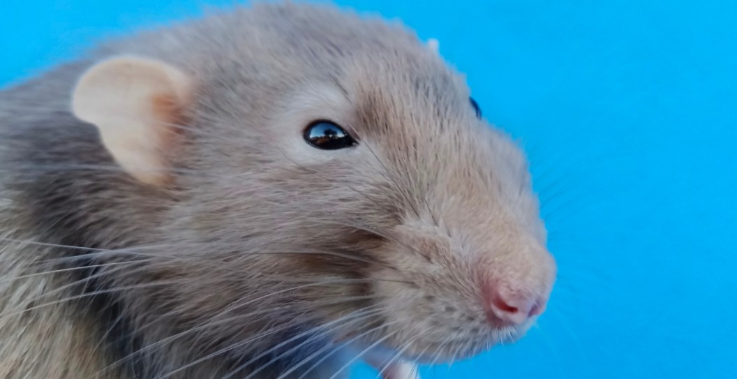 Chaos Breaks Out On Flight After Passengers Spot Rat In Plane Cabin