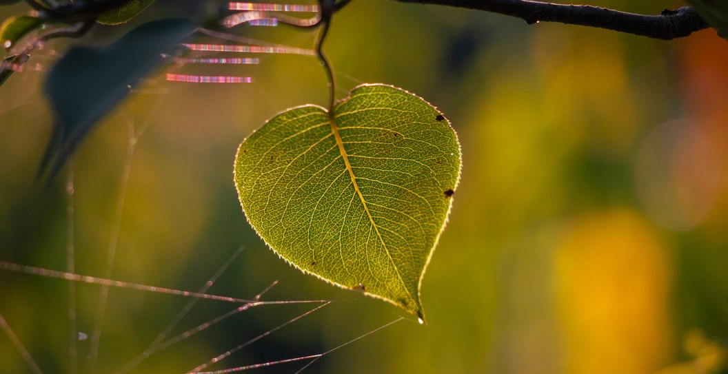 Elderly Man Fined $300 For Littering After Spitting Out Leaf That Flew Into His Mouth