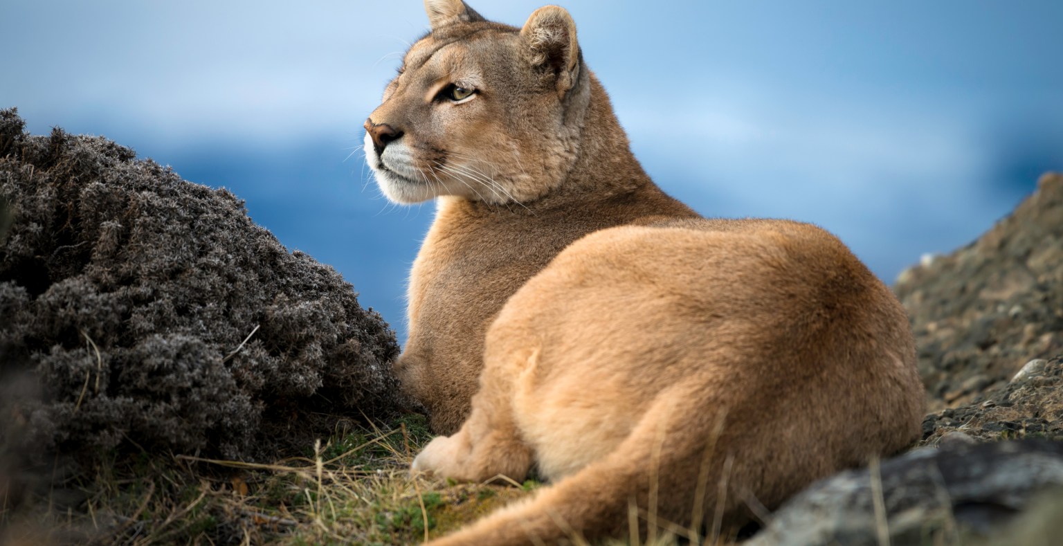 Joe Rogan Blames City Officials For Allowing Mountain Lions To Eat Pets ...