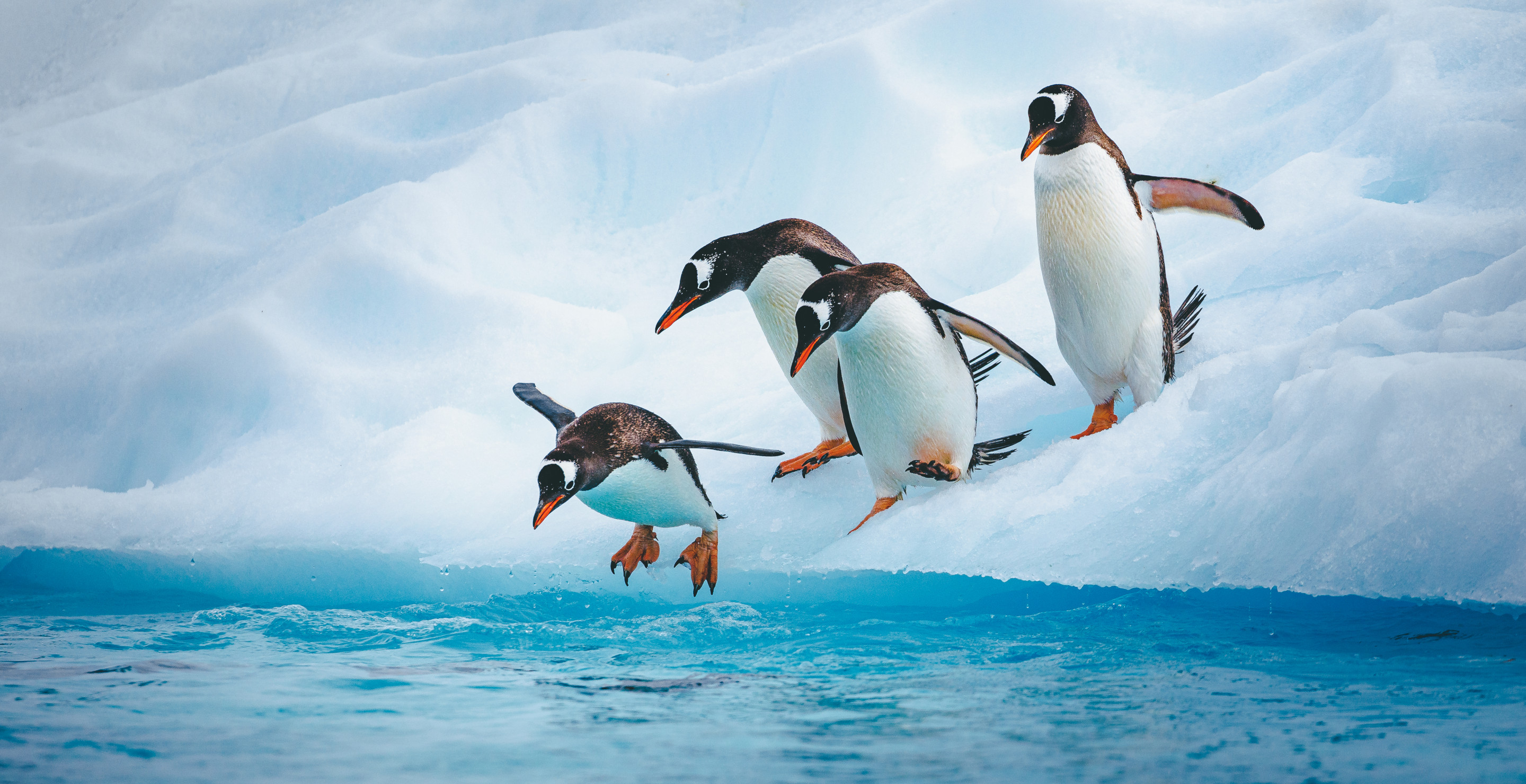 More Than 60,000 Penguins Have Died On Two Remote Islands