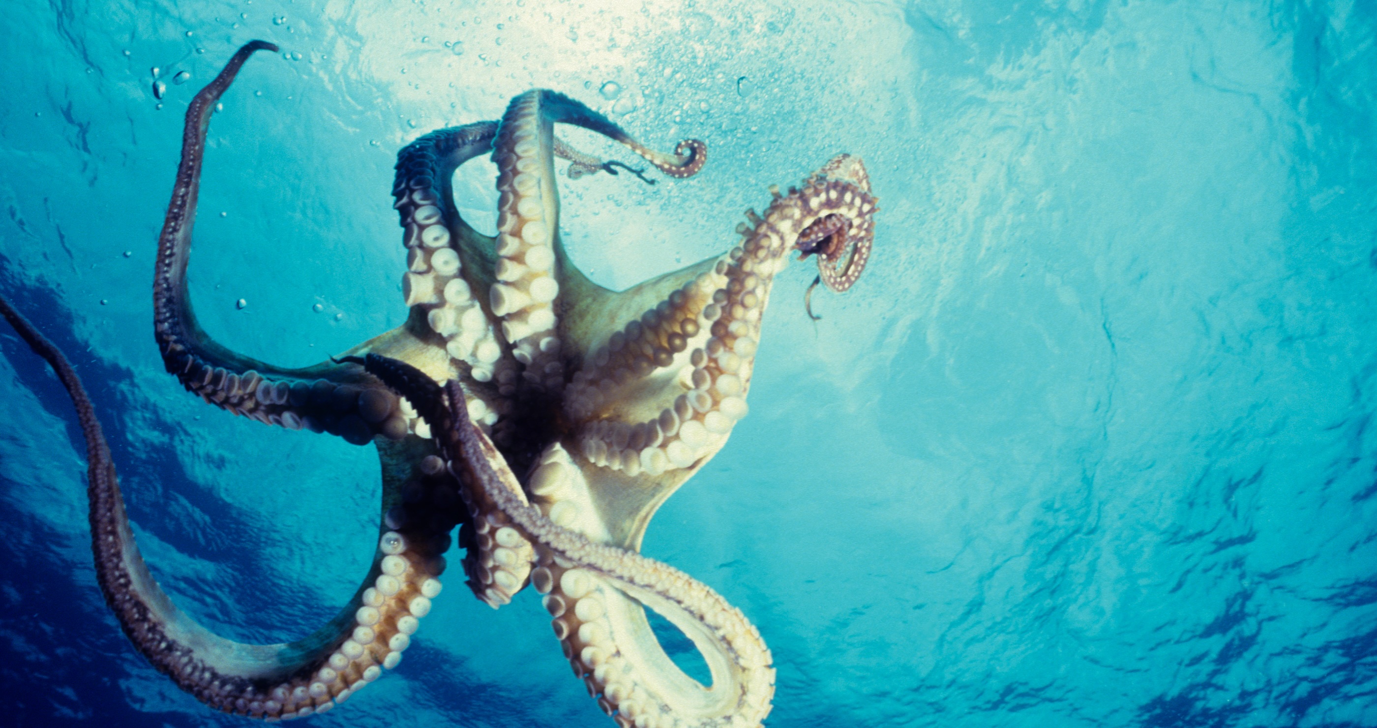 Researchers Surprised When Rare Seven-Armed Octopus Washes Up In Scotland