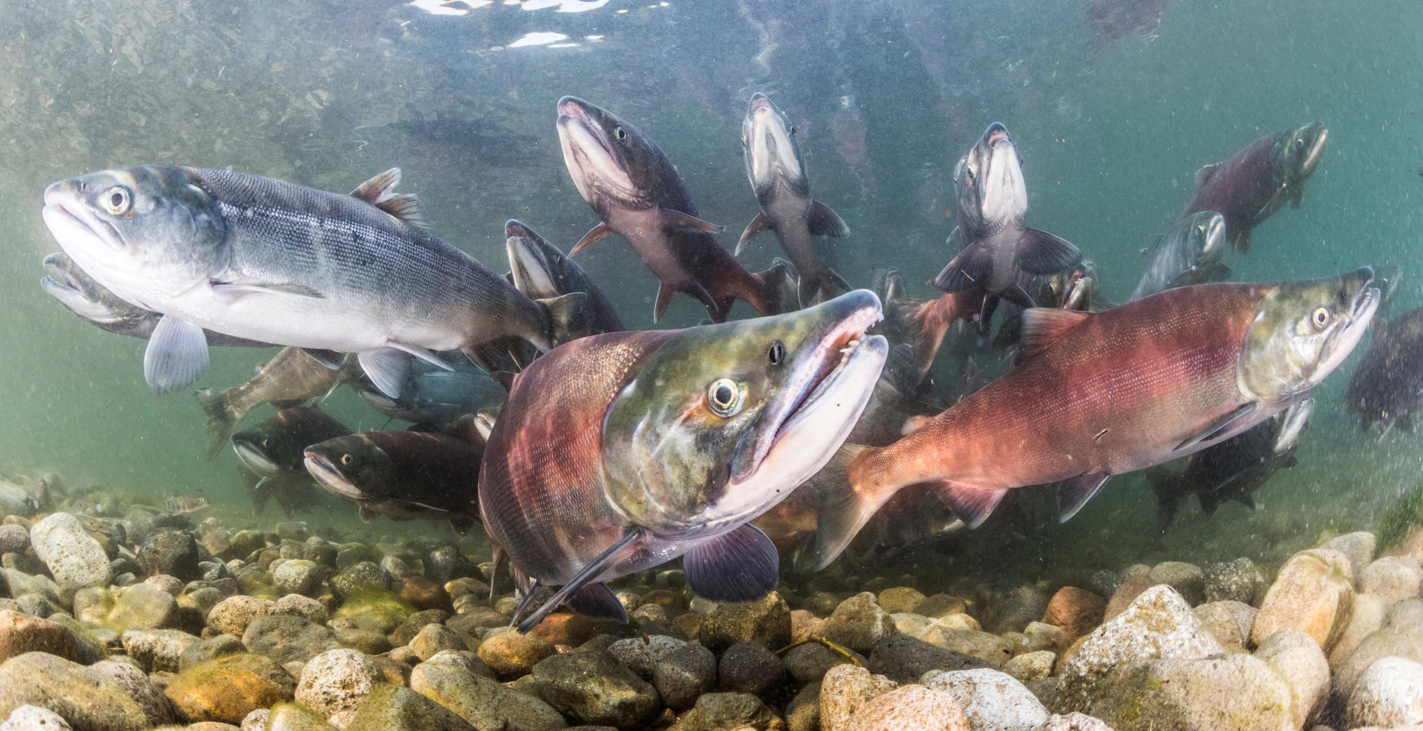Salmon Spotted in California Creek for the First Time in Decades