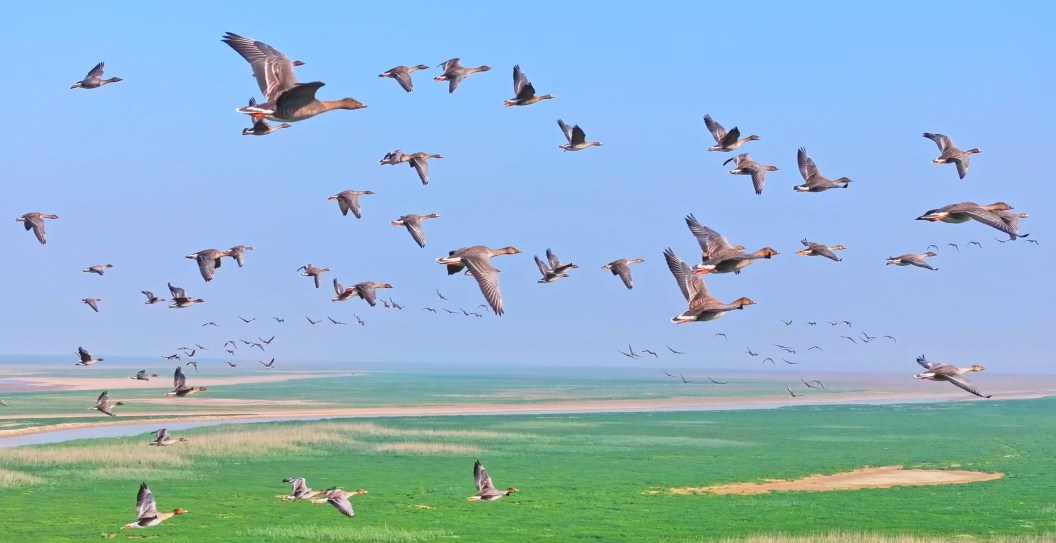 Strange Bird Tornado Explained: What Caused Weird Migration Pattern