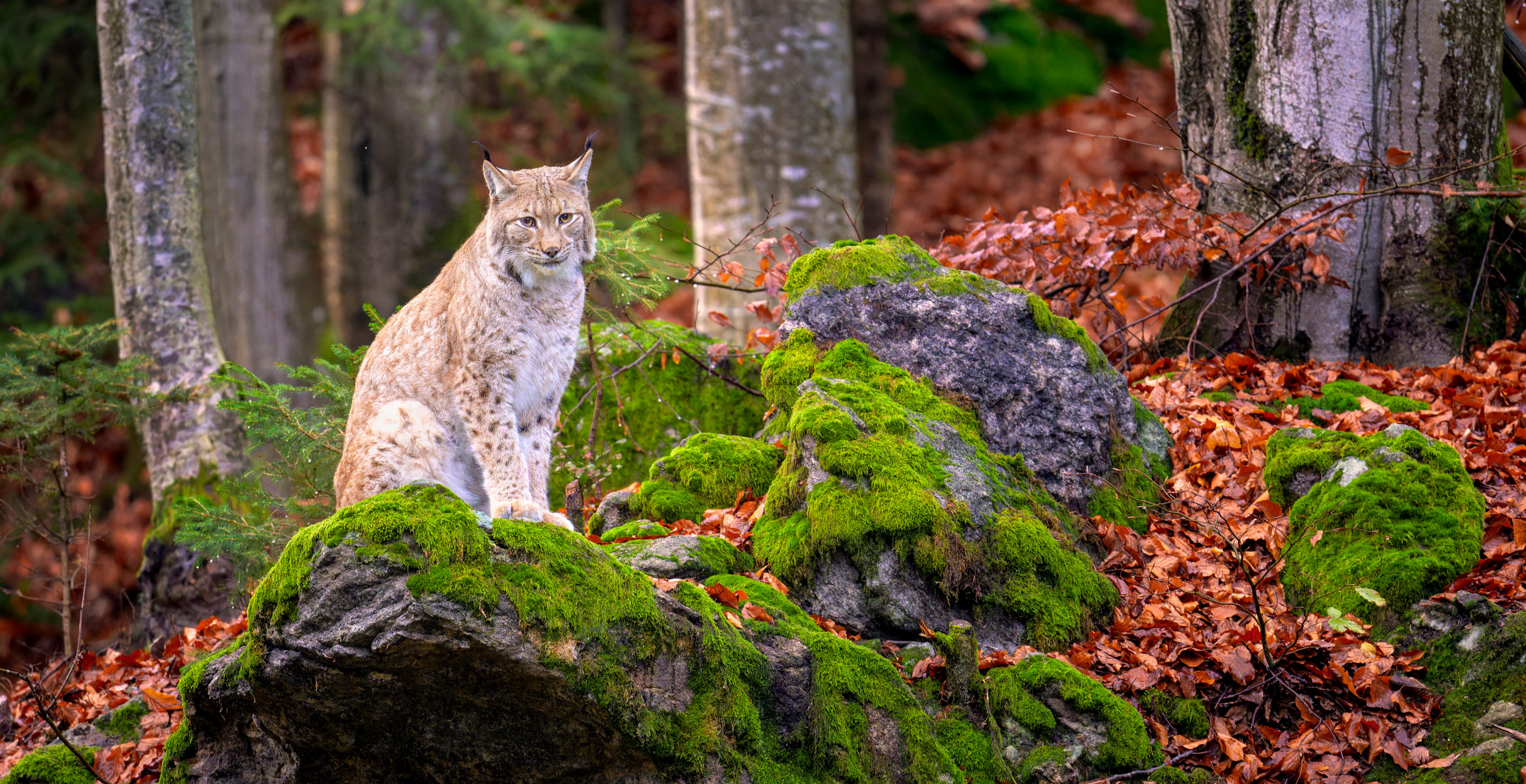 Texas Couple Warns About Bobcats After Wild Animal Killed Their Dog