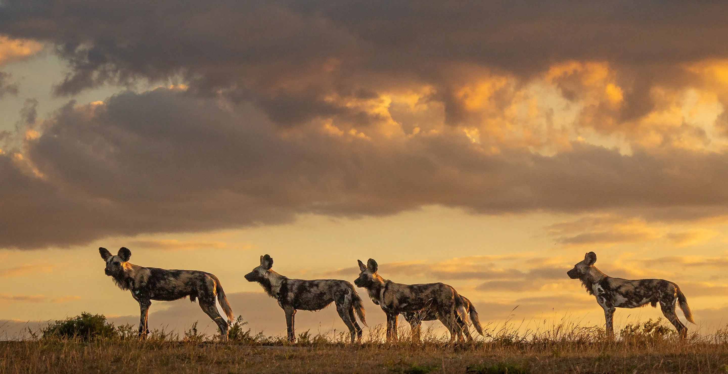 19-Year-Old Woman Found Dead on Popular Tourist Beach Surrounded by Wild Dogs