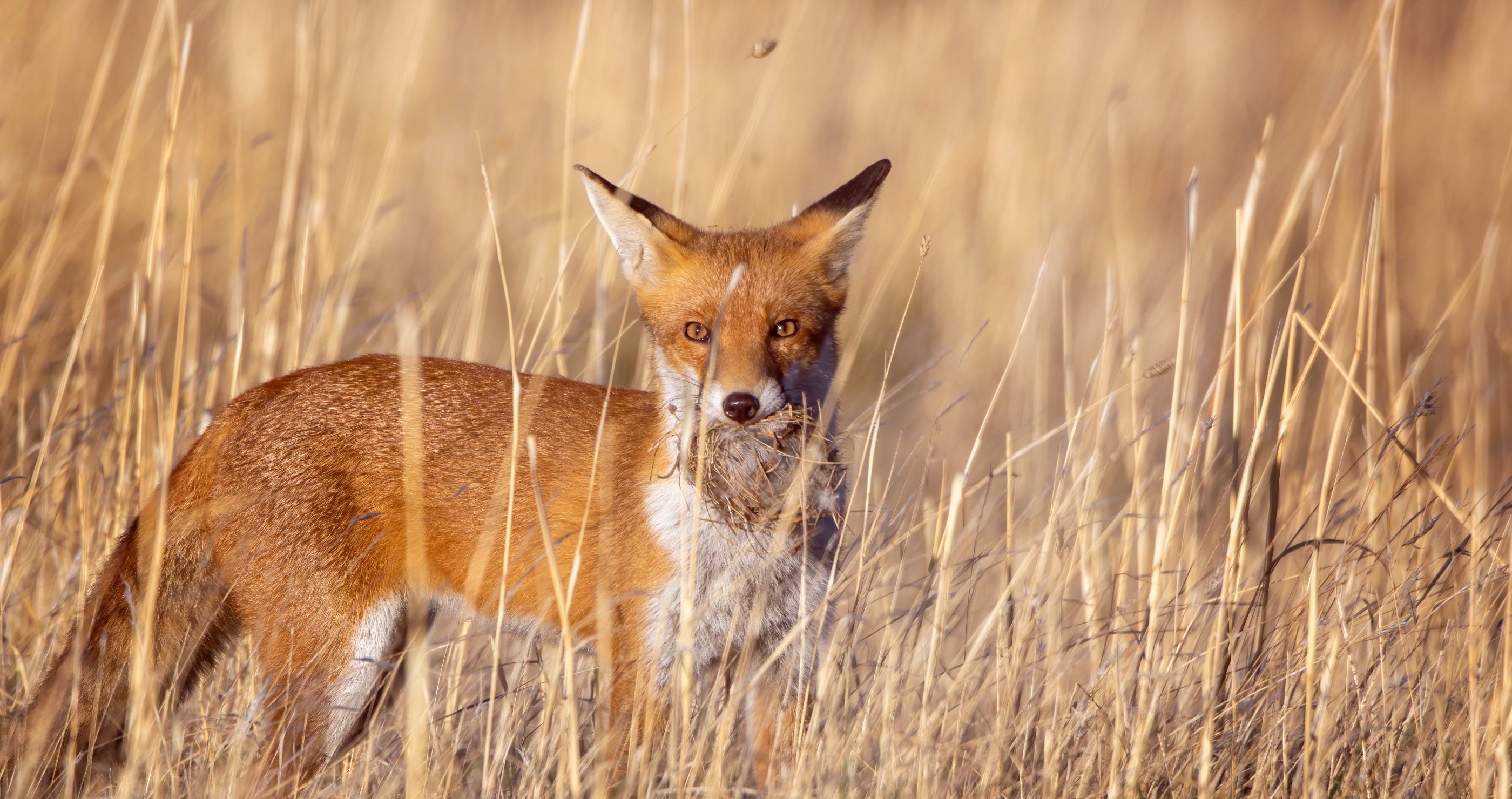 Many Mammals In Australia Face Extinction: Could Feral Cats And Foxes Be To Blame?