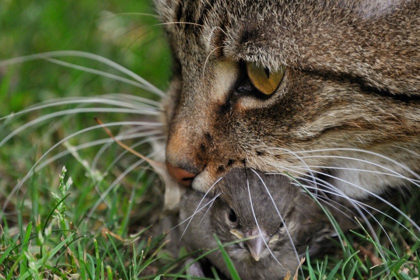 Many Mammals In Australia Face Extinction: Could Feral Cats And Foxes Be To Blame?