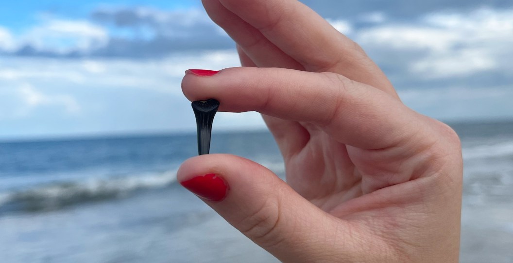 Michigan Man Proposes During Aquarium Dive With A Shark Tooth
