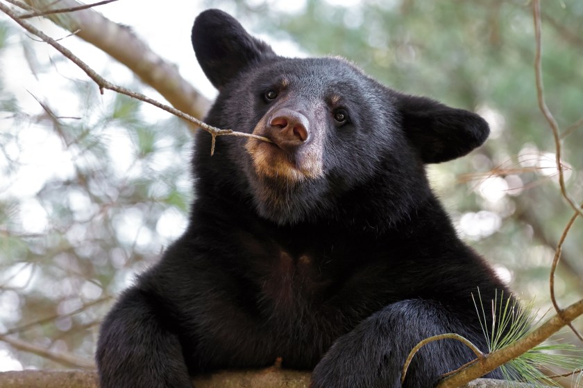 Poor Wyoming Bear Is Still Out And About Confused By The Warm Weather
