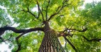 21-Year-Old Georgia Father Paralyzed After Tree Branch Falls on His Head