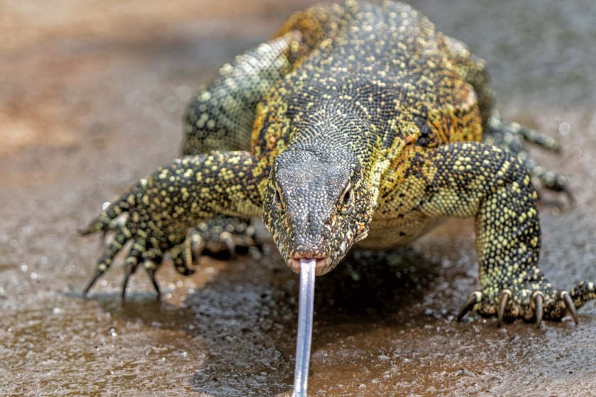 Florida Has A New Invasive Species And They Are Not Messing Around