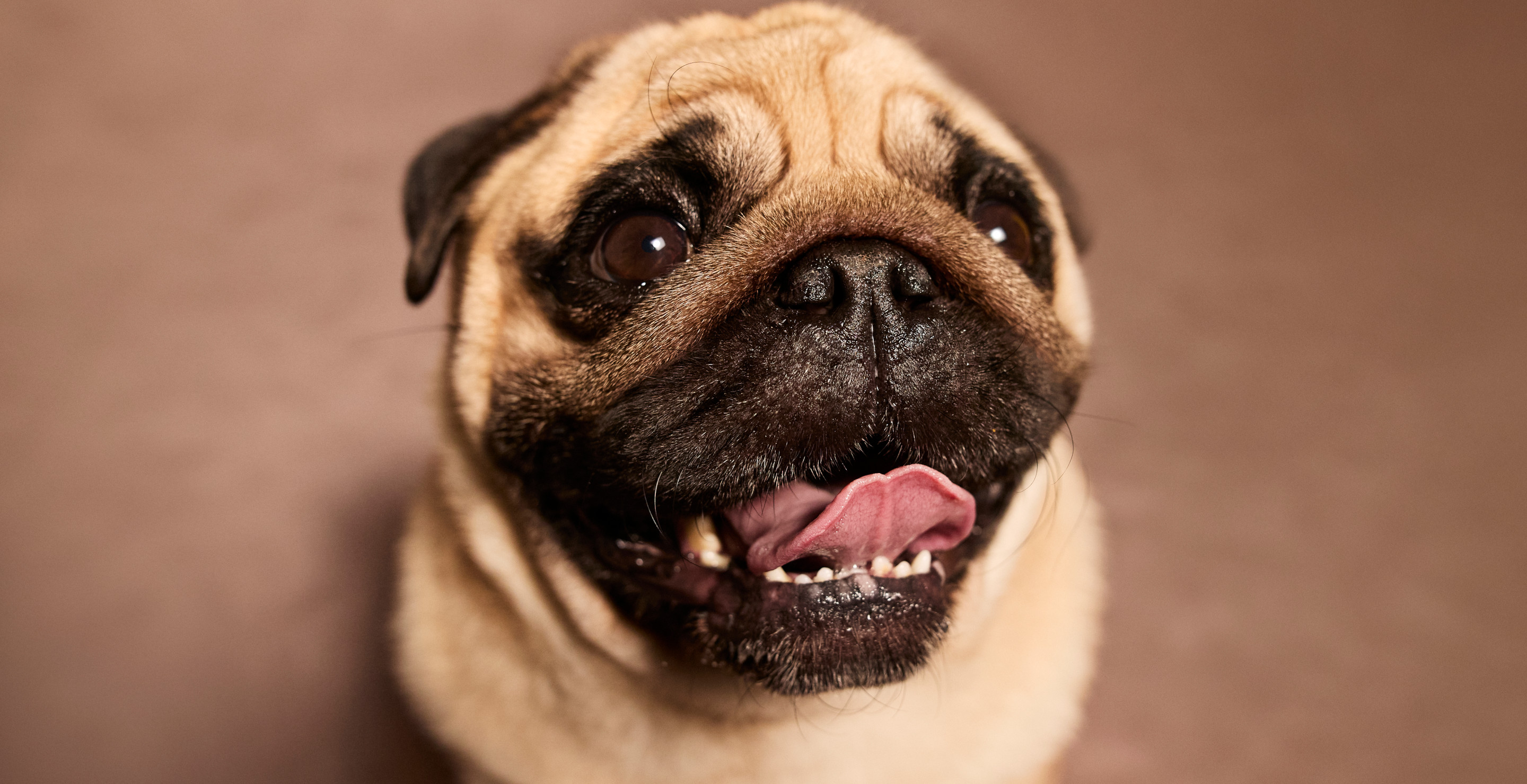 Influencer Admits to Faking Kidnapping of His Beloved Dog