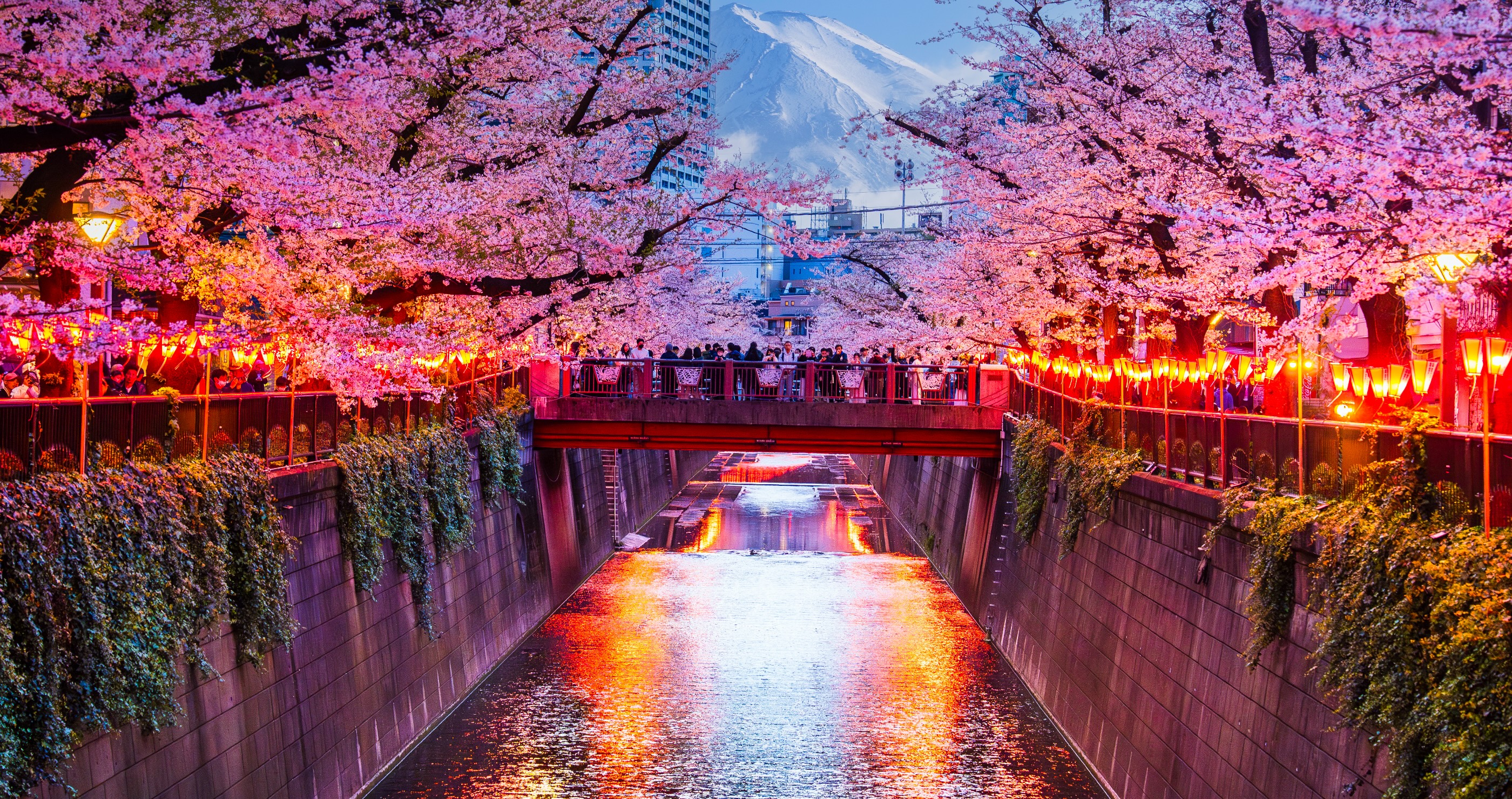 Japan's Cherry Blossom Festival Is Cancelled Because Of Tourists