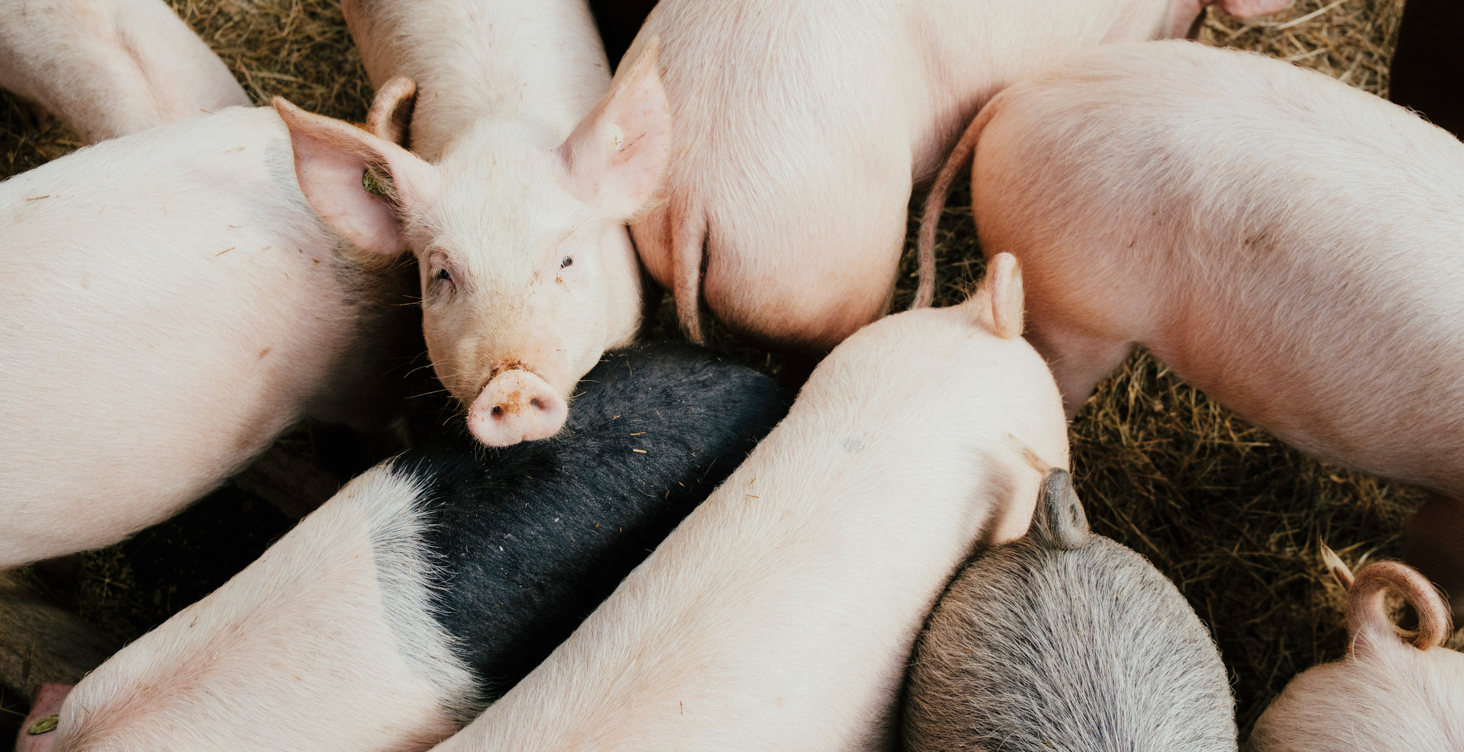 New York Man Sentenced For Trying to Hire Hit Man to Feed Girlfriend's Ex to the Pigs