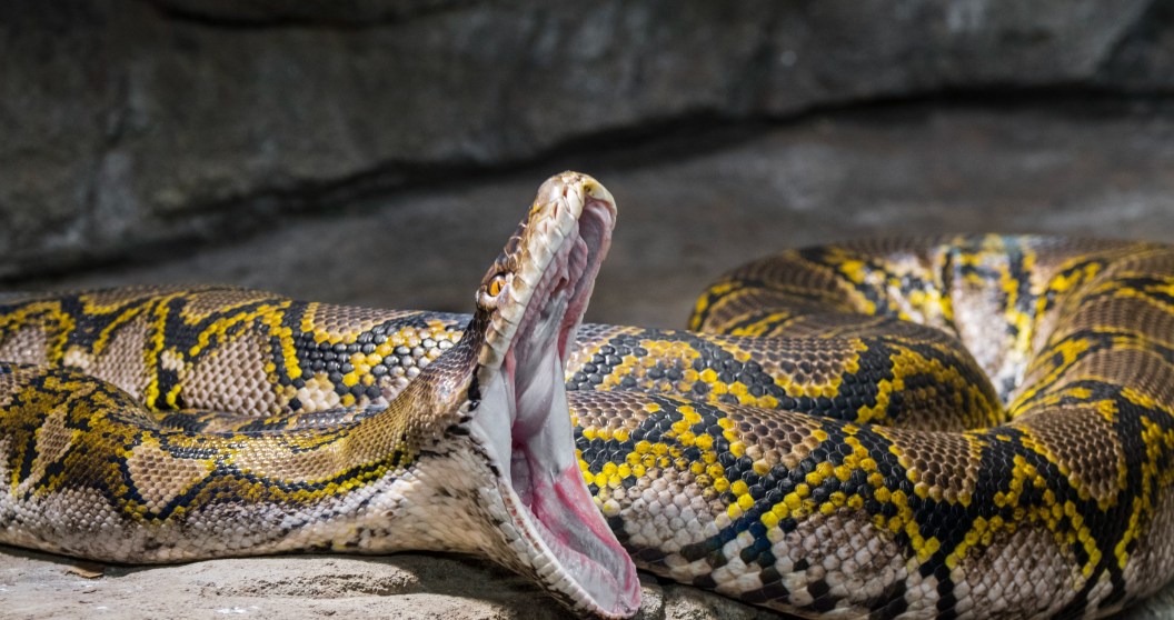 Driver Pulls Over To Save Deer From Massive Python's Grasp