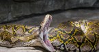 Driver Pulls Over To Save Deer From Massive Python's Grasp
