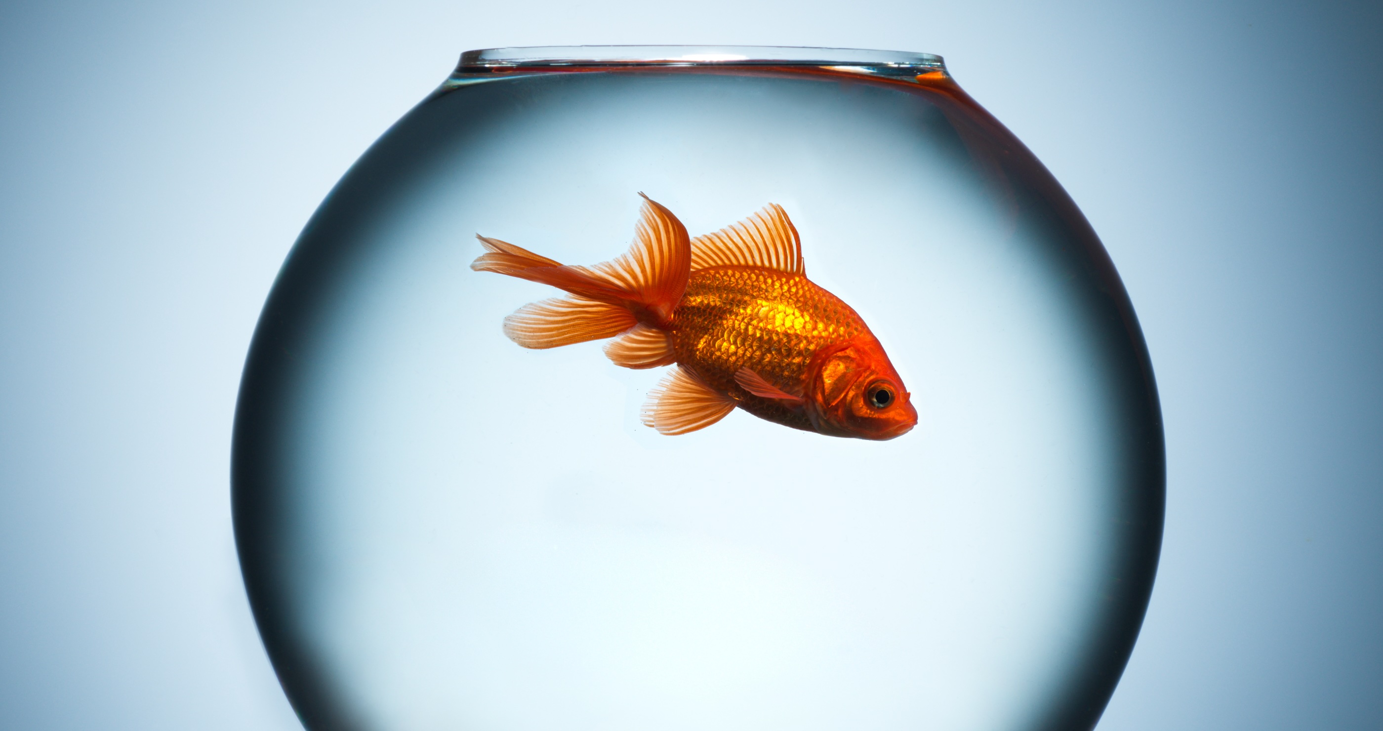 Goldfish Sets A World Record For Driving A Motion-Sensing Car Over 40 Feet In 1 Minute