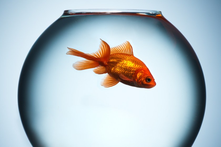 Goldfish Sets A World Record For Driving A Motion-Sensing Car Over 40 Feet In 1 Minute