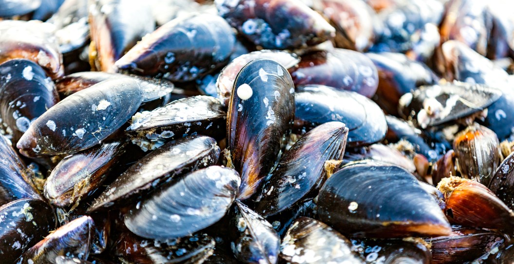 Invasive Mussels Are Causing Havoc in One US State
