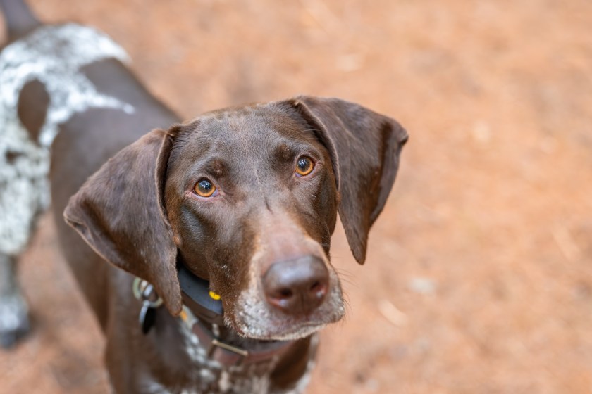 Heroic Pup Saved His Family From Garage Fire