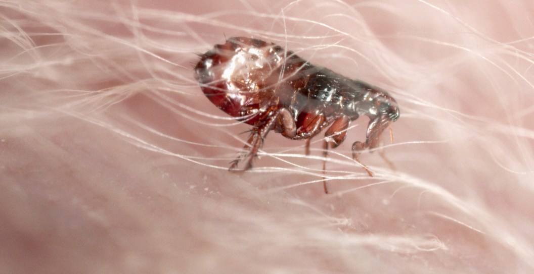 Officials Warn About Outbreak of Flea-Borne Virus
