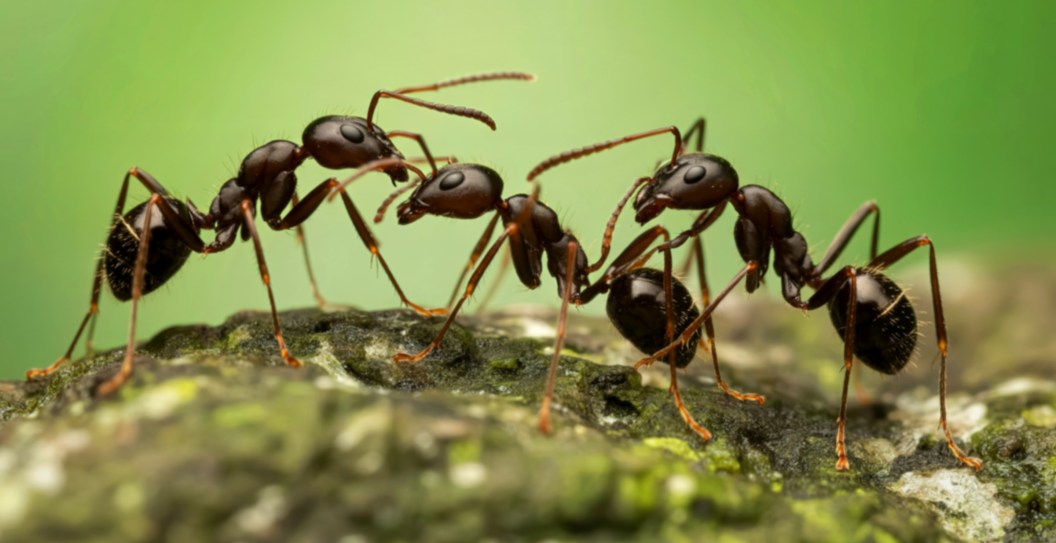Invasive Species of Ant Major Concern in Southeast United States